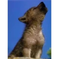 Avatar: Wolf der Kleine